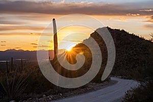 Sunburst Over HIllside Along Hohokam Road In Saguaro