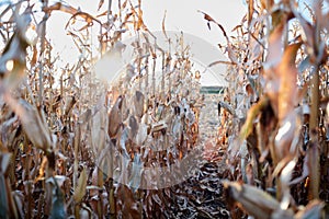 Sunburst through rows of dried maize plants