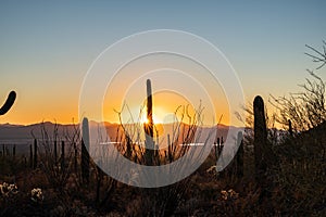 Sunburst Through Saguaro Cactus and Ocatillo At Sunset photo