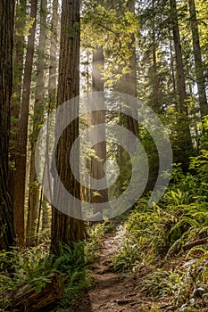 Sunburst Shines Around Giant Redwood Tree
