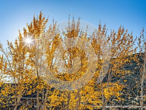 Sunburst shines through fall colored trees