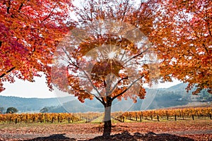 A sunburst shining through the autumn orange trees on a foggy morning