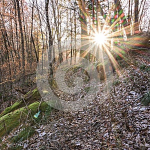 Sunburst in the Smokies photo