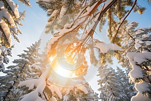 sunburst through a snow-covered pine canopy