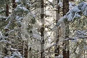 Sunburst in a spruce forest in winter with snow