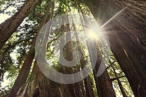 Sunburst sunshine into a grove of redwoods trees in Redwood National Park