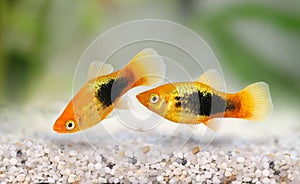 Sunburst tuxedo platy male Xiphophorus variatus tropical aquarium fish photo