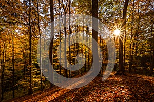 Sunburst visible through the branches of the trees