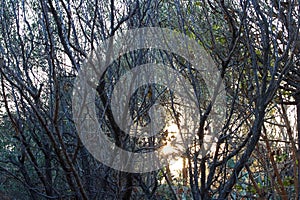 SUNBUSRT VISIBLE THROUGH BARE TREE BRANCHES IN WINTER photo