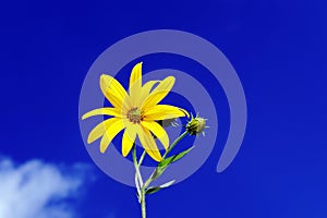 Sunchoke flower