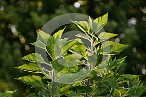 Sunchoke Leaves