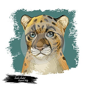 Sunda clouded leopard baby tabby watercolor portrait closeup. Neofelis diardi animal from Feline mammals. Medium-sized catlike