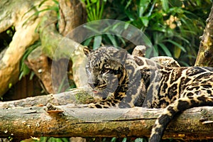 The Sunda clouded leopard lounging on a branch