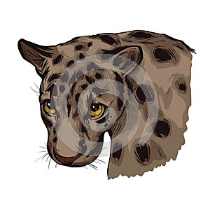 Sunda clouded leopard muzzle portrait closeup. Neofelis diardi animal from Feline mammals family. Medium-sized catlike creature