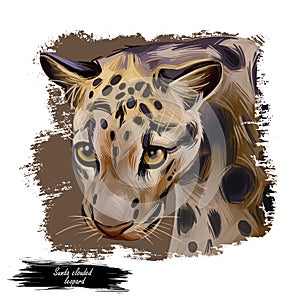Sunda clouded leopard watercolor portrait closeup. Neofelis diardi animal from Feline mammals family. Medium-sized catlike