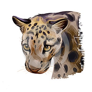 Sunda clouded leopard watercolor portrait closeup. Neofelis diardi animal from Feline mammals family. Medium-sized catlike