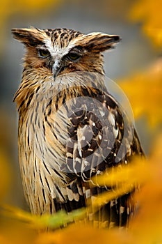 Sunda fishing owl, Ketupa ketupu javanensis, rare bird from Asia. Malaysia beautiful owl in nature orange autumn forest habitat.