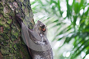 Sunda Flying Lemur