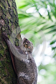 Sunda Flying Lemur photo