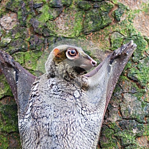 Sunda Flying Lemur