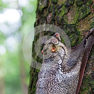 Sunda Flying Lemur photo