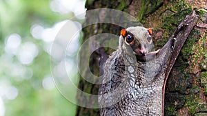 Sunda Flying Lemur photo