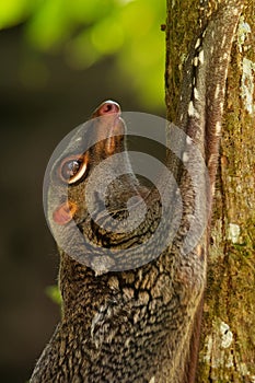 Sunda flying lemur - Galeopterus variegatus or Sunda colugo or Malayan flying lemur or Malayan colugo, found throughout Southeast