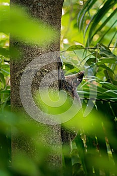 Sunda flying lemur - Galeopterus variegatus or Sunda colugo or Malayan flying lemur or Malayan colugo, found throughout Southeast