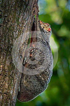 Sunda flying lemur - Galeopterus variegatus or Sunda colugo or Malayan flying lemur or Malayan colugo, found throughout Southeast