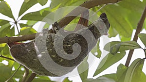 Sunda Flying Lemur On Tree