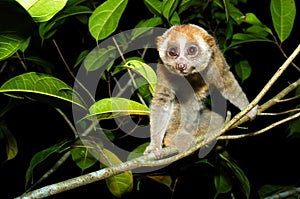 Sunda loris nycticebus coucang