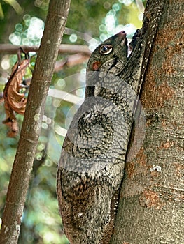 A Sunda or Malayan Colugo, Malayan Flying Lemur clinging onto a tree trunk in a nature park, Singapore