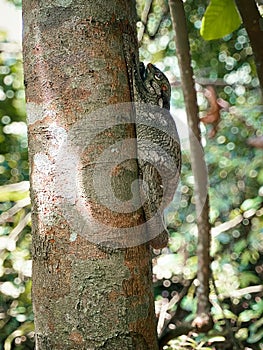 A Sunda or Malayan Colugo, Malayan Flying Lemur clinging onto a tree trunk in a nature park, Singapore