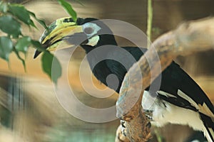 Sunda pied hornbill