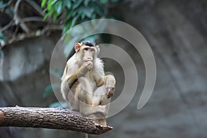 Sunda pig-tailed macaque photo