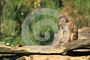 Sunda pig-tailed macaque