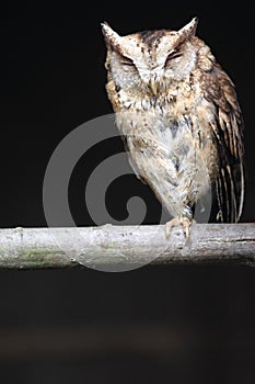 Sunda scops owl