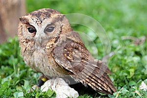 A sunda scops owl at ground