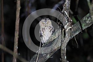 Sunda scops owl in Sabah, Borneo Malaysia