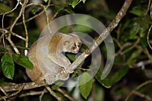 Sunda slow loris photo