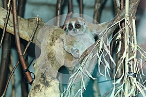 Sunda slow loris