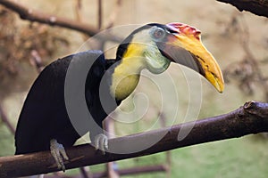 Sunda wrinkled hornbill (Aceros corrugatus).