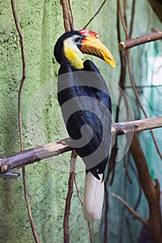 Sunda wrinkled hornbill (Aceros corrugatus).