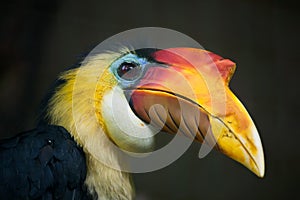 Sunda wrinkled hornbill (Aceros corrugatus).