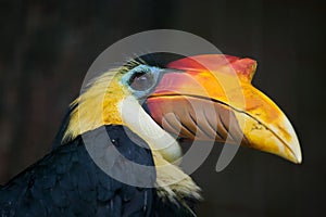 Sunda wrinkled hornbill (Aceros corrugatus). photo