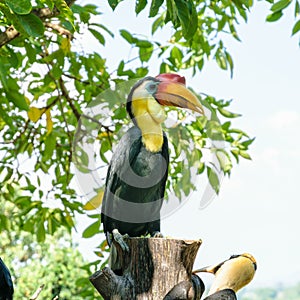 Sunda Wrinkled Hornbill in Thailand