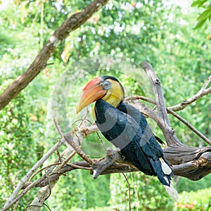 Sunda Wrinkled Hornbill in Thailand