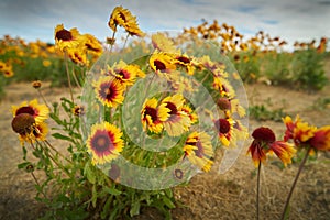 Sundance, Firewheel or Indian Blanket Flowers