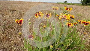 Sundance Flower in Breeze dolly shot