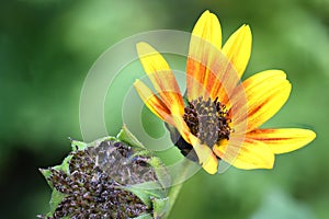 Sundance Indian Blanket Flower from New Mexico